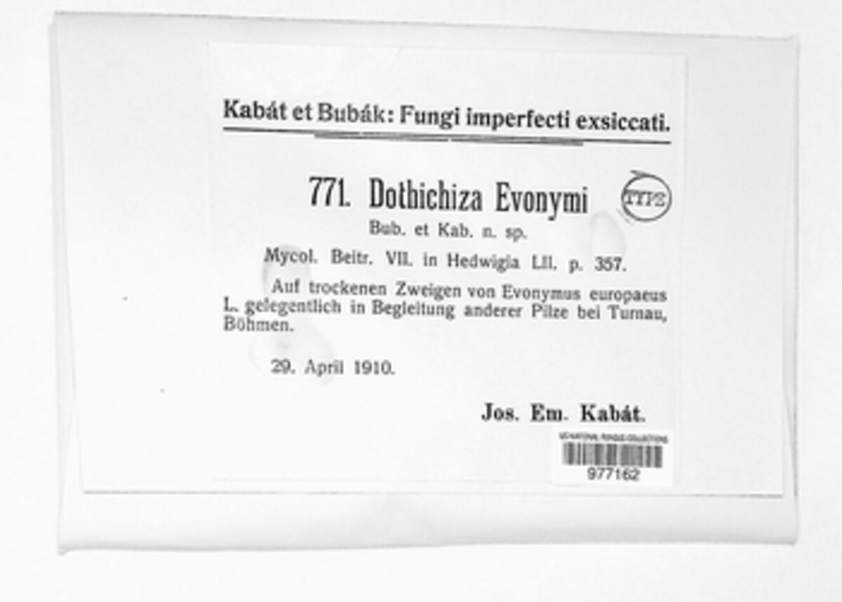 Dothichiza foveolaris image